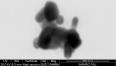 ננו-כלב נצפה במיקרוסקופ אלקטרונים סורק (ד"ר זהבה ברקאי, מרכז וולפסון לחקר חומרים)