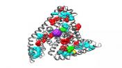 ביו-אלקטרוניקה: סמום חלבון עם מולקולת C60 (פרופ' שחר ריכטר)